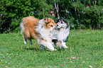 Langhaarcollies