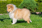 junger Langhaarcollie