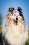 blue-merle Collie