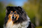 Collie Portrait