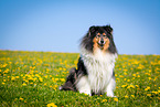 Collie auf Blumenwiese