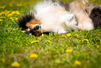 Collie auf Blumenwiese