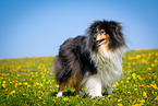 Collie auf Blumenwiese