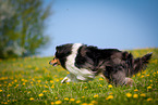 Collie auf Blumenwiese