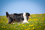 Collie auf Blumenwiese