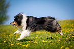 Collie auf Blumenwiese