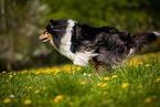 Collie auf Blumenwiese