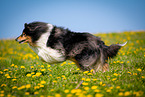 Collie auf Blumenwiese