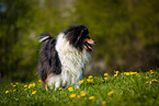 Collie auf Blumenwiese