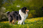 Collie auf Blumenwiese