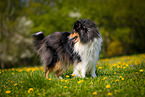 Collie auf Blumenwiese