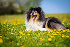 Collie auf Blumenwiese