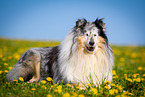 blue-merle Collie