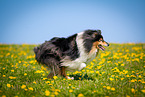 Collie auf Blumenwiese