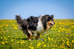 Collie auf Blumenwiese