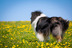 Collie auf Blumenwiese