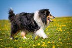 Collie auf Blumenwiese