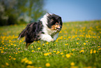 Collie auf Blumenwiese