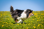 Collie auf Blumenwiese