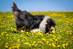 Collie auf Blumenwiese