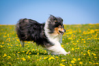 Collie auf Blumenwiese