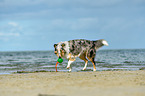 spielender Collie