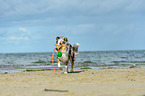 spielender Collie