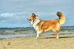 stehender Collie
