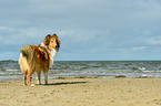 stehender Collie