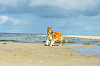 laufender Collie