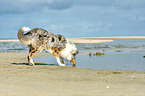 schnuppernder Collie