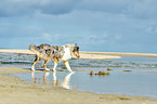 laufender Collie