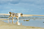 laufender Collie