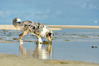 schnuppernder Collie