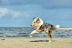 rennender Collie