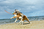 spielende Collies