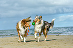 spielende Collies
