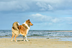 stehender Collie