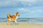 laufender Collie