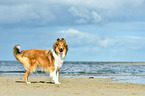 stehender Collie