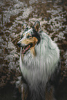 Collie Portrait