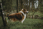 Collie