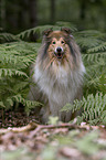 Langhaarcollie