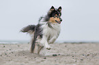Langhaarcollie