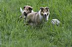 Collie Welpen