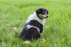 sitzender Collie Welpe