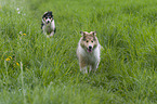 rennende Collie Welpen