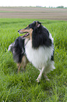 stehender Collie