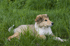 liegender Collie Welpe