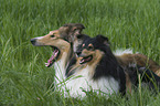 liegende Collies